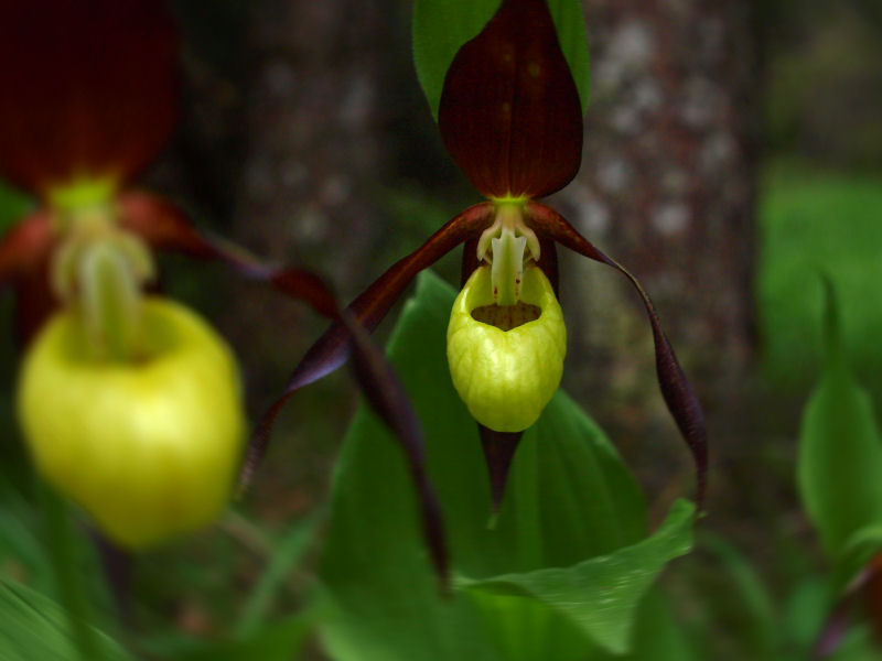 Dal Cadore - Cypripedium calceolus